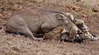 Leopard with Sharp Slaws | ATP Earth