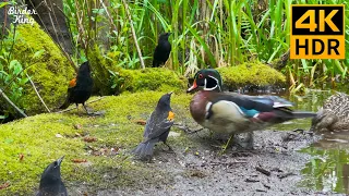 Cat TV for Cats to Watch 😺 Summer birds and ducks by the lake 🐦 Cute squirrels 🐿 8 Hours(4K HDR)