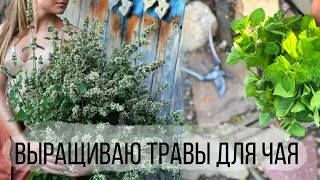 Как я выращиваю травы для чая | Тимьян, мята перечная, лимонная, ментоловая, душица, мелисса