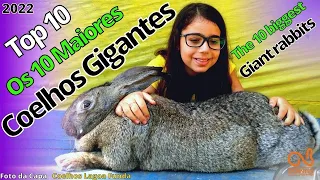 Os 10 Maiores Coelhos Gigantes/ Giant rabbit