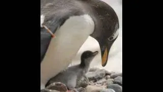 Cute penguin webcam at Edinburgh Zoo a hit