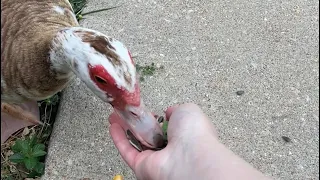 Feeding baby ducks