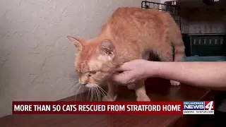 ‘Animal hoarding’ leads to dozens of cats found in fetid conditions at Oklahoma home, authorities sa