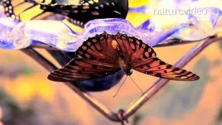 Supergene controls butterfly mimicry - by Nature Video
