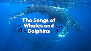 What Do Whales and Dolphins Sound Like? | Humpback Whale Song | Orca Call | Dolphin Echolocation