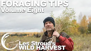 Wild Harvest Foraging Tips   Vol 8