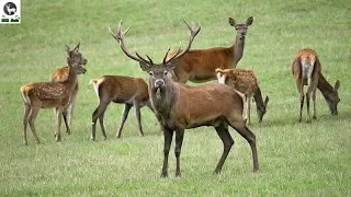 Dokument Príroda stredného Považia (Nature of wild Slovakia)