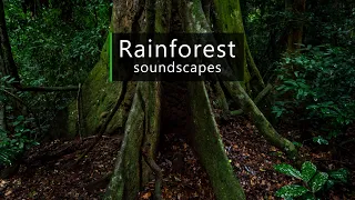 Thunderstorm approaching in the Congo jungle