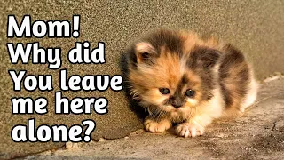 Abandoned kitten stops people to get attention but they're busy in their activities.