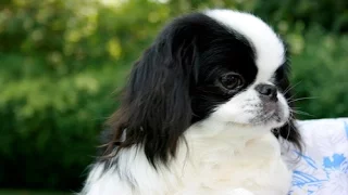 Japanese Chin