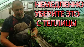 НЕМЕДЛЕННО УБЕРИТЕ ТАКИЕ ПОМИДОРЫ С ТЕПЛИЦЫ ВИРУС НА РАССАДЕ!!!