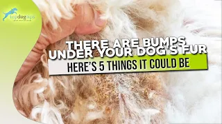 There Are Bumps Under Your Dog’s Fur Here’s 5 Things It Could Be