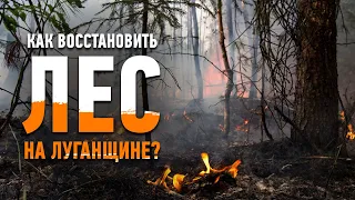 Восстановление лесов Луганщины после пожаров займет 75 лет