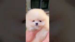 Teacup Pomeranian Cute And Funny Dogs Videos Compilation 2022 | funny pomeranian video #shorts #dog