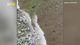 Florida Surfer Shoots Drone Footage of Shark Frenzy Near Shoreline in Crazy Video