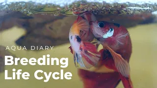 Watch The Amazing Process Of Breeding Fighter Fish!