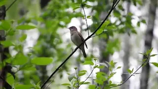 Hofiz bulbul Соловей поет в лесу редкий кадр Nightungale song Nightingales singinig