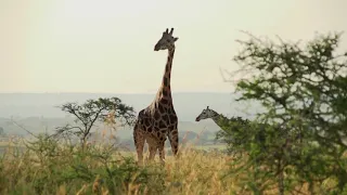 Amazing Wildlife of Uganda, Wild Animal Collection