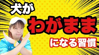 犬がわがままになってしまう習慣　何気なくやっている事が⁉　でもそれって本当にわがまま？