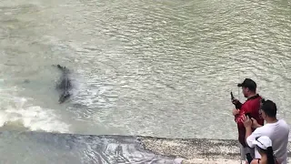 Tourists and Crocodiles at the Worlds Most Dangerous Crossing (Cahill’s) Be crocwise.