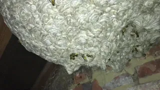 Wasp nest above the kids bedroom