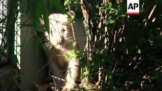 A trio of white Bengal tiger cubs made their debut at the Buenos Aires Zoo on Wednesday.