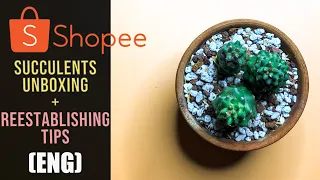 EP38: Shopee Succulents Unboxing + Reestablising Tips (ENG)