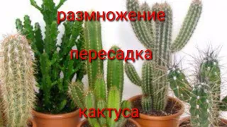 Как пересаживать кактус чтобы не уколоться!!!