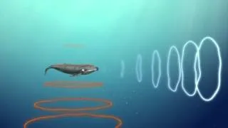 Whale communication affected by man-made noise