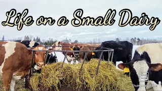 A Day on a Small Dairy Farm
