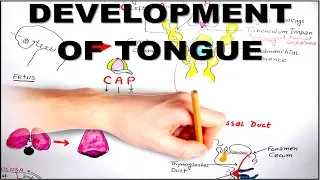 Development of Tongue - (Embryology video)