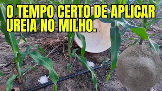 O TEMPO CERTO PARA FAZER A ADUBAÇÃO COM UREIA NO MILHO.