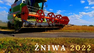 Kosimy Pszenżyto Claudius. 8T Z Ha. Żniwa 2022. Claas Mega 204 & Ursus C-360