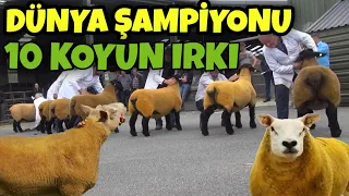 EN YÜKSEK ET VERİMLİ 10 KOYUN IRKI | 10 Best Meat Produting Sheep Breeds