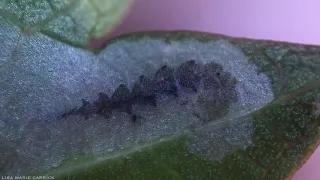 Virginia Creeper Leafminer Moth Caterpillar - Antispila ampelopsifoliella - HD Macro