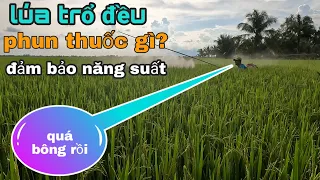 lúa trổ đều phun thuốc gì? để đảm bảo năng suất  #91 l thanhdotv