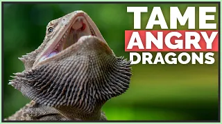 How I Tame Angry & Scared Bearded Dragons