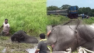 Injured baby elephant rescued by wildlife officers !