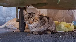 Blind Baby Kitten By the Dumpster Rescued Just in Time