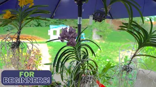 My Favorite Most Successful Method of Growing Vanda Orchids  - Must Watch!