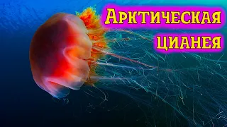 Волосистая или Арктическая цианея. Самая огромная медуза в мире
