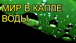 Мир в капле воды