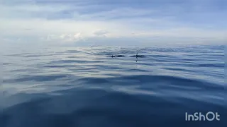 Amazing wild dolphins doing spinner jumpings – 😊😊😊