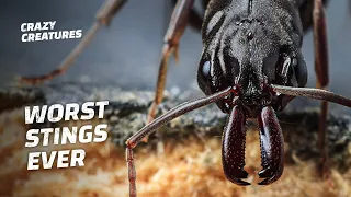 Top 5 Most Painful Insect Stings