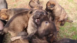 ATS GSD Paw Patrol German Shepherd Puppies 5 weeks old!