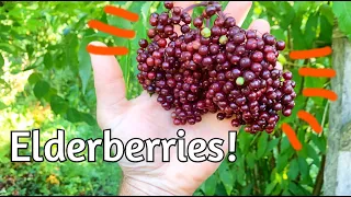 Elderberries!  Reviewing Varieties and Seedling Notes