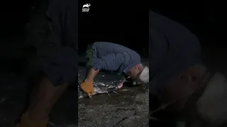 Jeremy Wade Gets Bit By a Huge Catfish! | River Monsters | Animal Planet