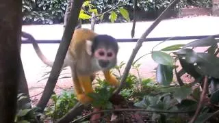 Squirrel monkey tries to steal phone