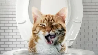 Смешные породы кошек 2019 - Смешное видео МатроскинТВ