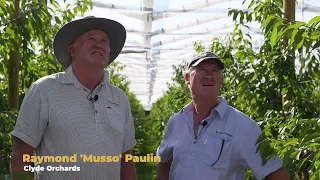 Achieving full production of cherries in 4 years instead of 6 or 7.  Clyde Orchards, New Zealand